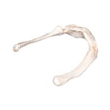 Image result for Hyoid Bone