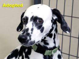 Rumble / dogs & puppies — watch this adorable interaction between louie and lady and their 12 puppies. Dalmatian Rescue Of North Texas