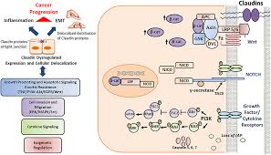 Cells consist of cytoplasm enclosed within a membrane, which contains many biomolecules such as proteins and nucleic acids. Frontiers Tight Junction Proteins And Signaling Pathways In Cancer And Inflammation A Functional Crosstalk Physiology