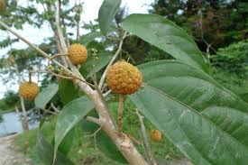 Image result for Lindackeria bukobensis