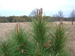 Very large, appear on tree in winter bark: Plantfiles Pictures Pinus Species Italian Stone Pine Parasol Pine Pignolia Nut Pine Italian Stone Pine Pinus Pinea By Vossner