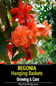 Begonia Hanging Baskets Growing And Care Of Hanging Begonias Diy Container Gardening Hanging Baskets Plants For Hanging Baskets