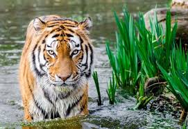 See the best cute baby animal wallpapers collection. 45 Wildlife Animals Wallpapers Hd For Desktop Mobile Tech Buzz Online