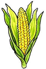 Online video course now available. Growing Corn How To Grow Corn Growing Sweet Corn