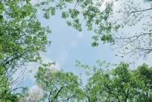 爽やかな新緑の写真素材｜写真素材なら「写真AC」無料（フリー ...