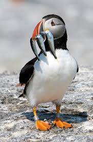 Sea Bird With Big Mouth Mouth Full Thouse Were The Days Of Our Memories Pet Birds Animals Beautiful Beautiful Birds