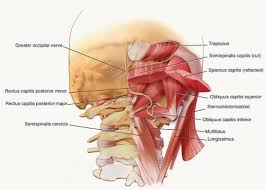 The neck is the start of the spinal column and spinal cord. Posterior Cervical Approach Musculoskeletal Key