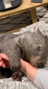 Quanta Carencia Video In 2020 Cute Baby Animals Cute Little Animals Cute Funny Animals