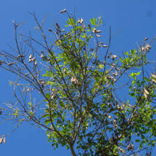Image result for Crotalaria capensis