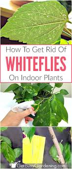 How To Get Rid Of Whiteflies On Indoor Plants For Good Plant Pests White Flies White Bugs On Plants