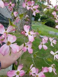 We did not find results for: Spring Flowering Dogwood