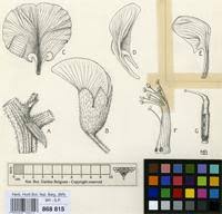 Image result for Neorautanenia