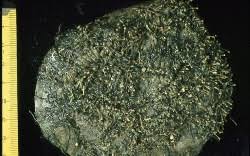 Image result for Tristicha trifaria