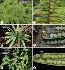 Image result for Antrophyum mannianum