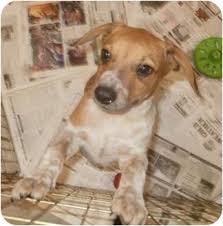 We are currently offering virtual adoptions for select animals. Freeport Me Beagle Meet Ellie In Maine A Pet For Adoption