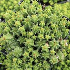 Image result for Euphorbia ramulosa