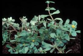 Image result for Portulaca centrali-africana