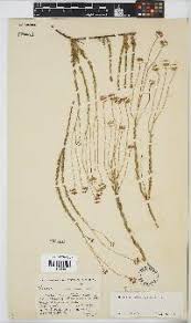 Image result for Felicia clavipilosa