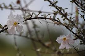 Image result for Catophractes alexandri