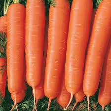 Garten samen rarität seltene pflanzen schnellwüchsig zierquitte. Pflanzensamen Online Kaufen Bestellen Bei Baldur Garten