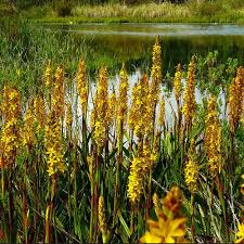 Image result for Wachendorfia