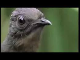 Roadman The Ting Go Man S No Hot Bird Edition Youtube