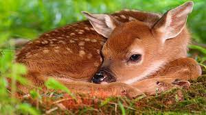 Inflected and mutated forms of 'faon' in irish. Pourquoi Il Ne Faut Pas Surtout Pas Toucher Aux Faons Trouves En Foret