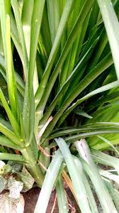 Image result for Eleusine africana