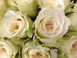 I fiori per compleanno sono sempre un regalo sorprendente, dolce e gradito per chiunque lo riceva. Regalare O Ricevere Fiori A Flower Over The World