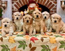 Are golden retrievers high maintenance dogs? The Golden Life Retrievers Home Facebook