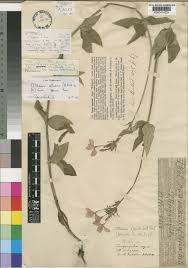 Image result for Otomeria elatior