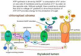 In Photosynthesis Plants Convert Water And Carbon Dioxide Into Sugars And Oxygen