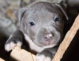 It's typically best to wait until 4 to 6 weeks of age to clip their nails, but this can be done sooner if they are. Blue Eyed Pitbull Do Pitbulls With Blue Eyes Really Exist