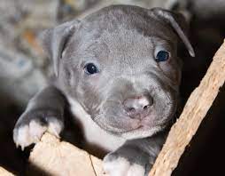 Blue Eyed Pitbull Do Pitbulls With Blue Eyes Really Exist