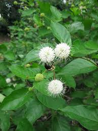 Sugar shack® cephalanthus cuts the size in half and adds colorful red fruit and glassy foliage. The Beautiful Buttonbush Rotary Botanical Gardens