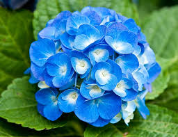 Maybe you would like to learn more about one of these? Hd Wallpaper Light Blue Flowers Blue And White Mophead Hydrangea Flower Nature Wallpaper Flare