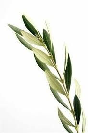 This Pin Was Discovered By Details Discover And Save Your Own Pins On Pinterest Tatuagens De Oliveira Arvores Pequenas Botanica