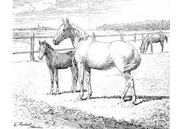 Auf dieser seite findet ihr die verschiedensten ausmalbilder zum thema pferde und ponys. Malvorlage Pferd Mit Fohlen Kostenlose Ausmalbilder Zum Ausdrucken Bild 9772