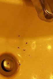 sink/drain flies? fruit flies