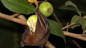 Nipah virus (niv) is a zoonotic virus (it is transmitted from animals to humans) and can also be transmitted through contaminated food or directly between people. Rk4ejoxlif292m