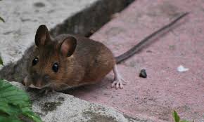 It will give you a few tips on how you can prevent rodent infestation or. Rat Proof Garden How To Get Rid Of Rodents In Garden Spaces Epic Gardening