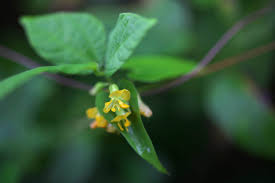 Image result for Rhynchosia elegans