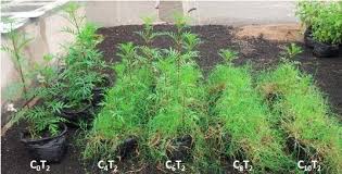 Image result for Gutenbergia cordifolia