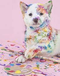 I M Picasso Dog Dogsofinstagram Puppy Dogs Dogstagram Love Cute Instadog Do Cute Dog Wallpaper Rainbow Dog Cute Little Animals