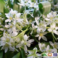 Image result for Ornithogalum flexuosum