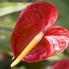 Maybe you would like to learn more about one of these? Fleur Qui Fleurit Toute L Annee Liste Ooreka