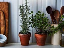 Leaves grow up to 12 inches long 3 to 4 inches wide. Fragrant Houseplants For An Aromatic Home Sunset Magazine