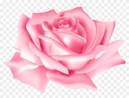Download bunch pink rose flower png images background. Free Png Download Pink Rose Flower Png Images Background Pink Rose Flower Png Transparent Png 850x605 86973 Pngfind