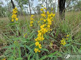 Image result for Crotalaria parvula