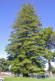 Image result for Araucaria heterophylla
